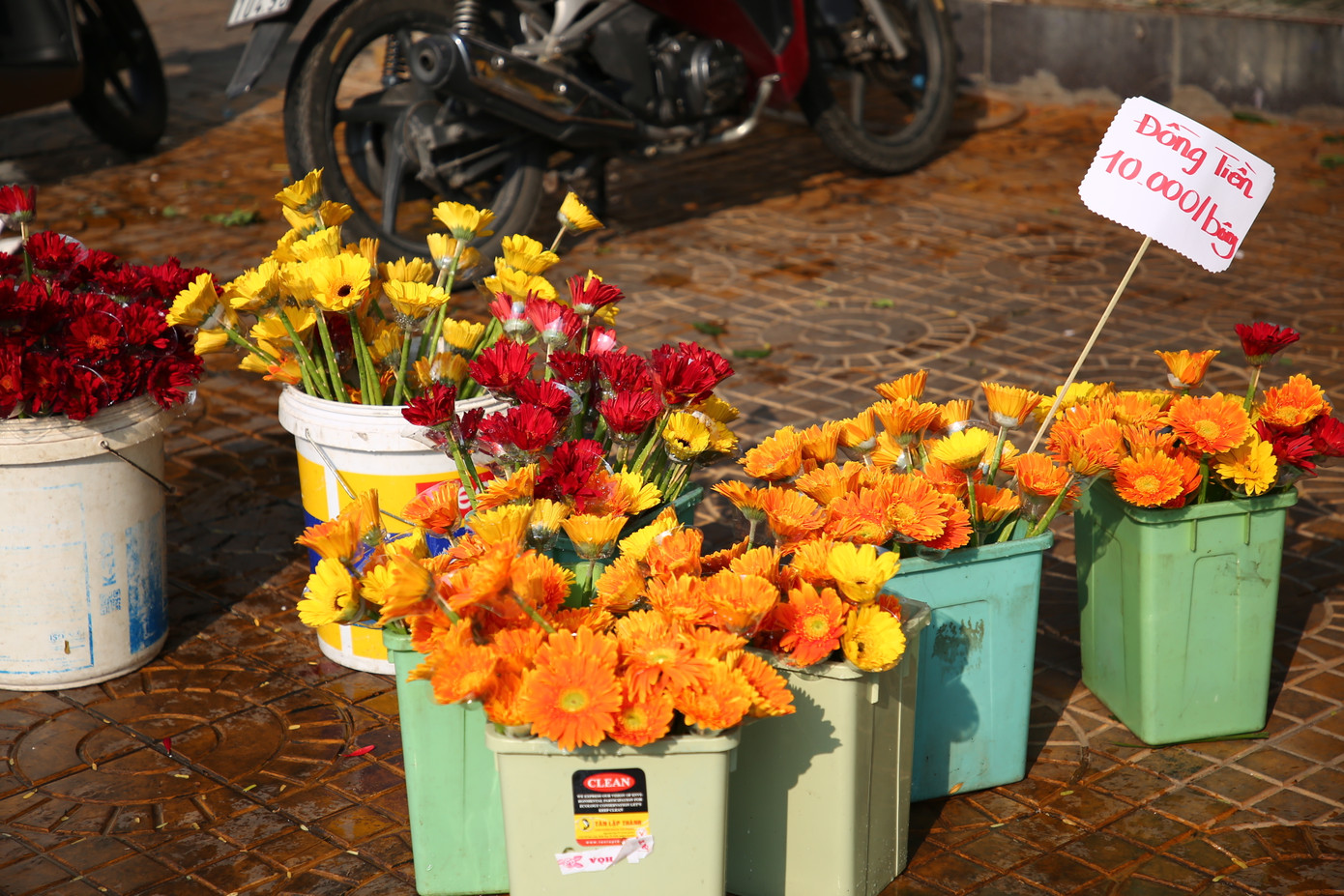 Hoa đồng tiền được nhiều người lựa chọn ngày vía Thần Tài.