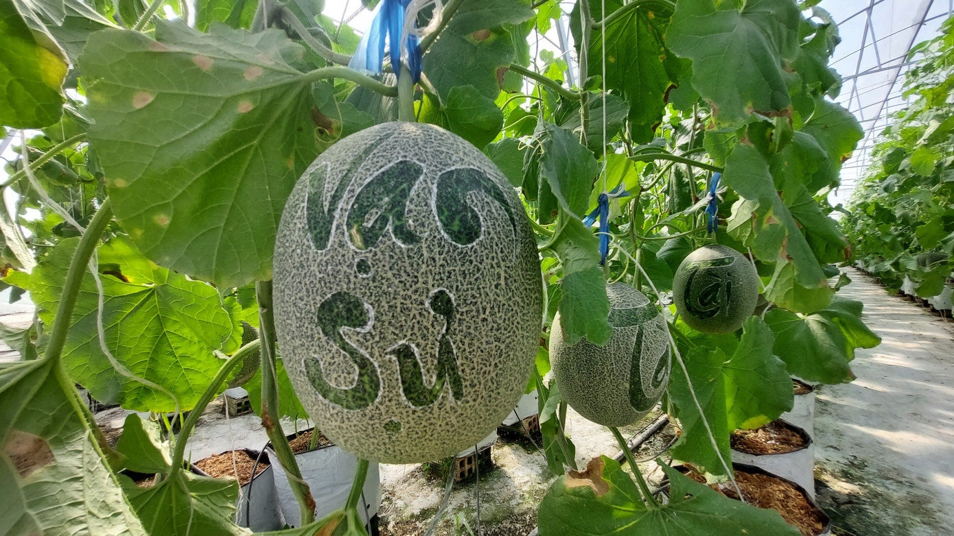 Dưa khắc chữ phục vụ nhu cầu chưng Tết.