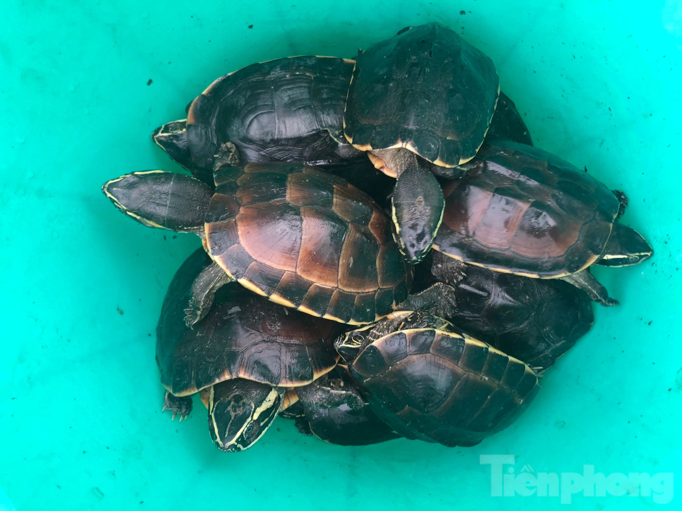 Các cá thể rùa bị bắt trộm có tổng trọng lượng 14,9kg.