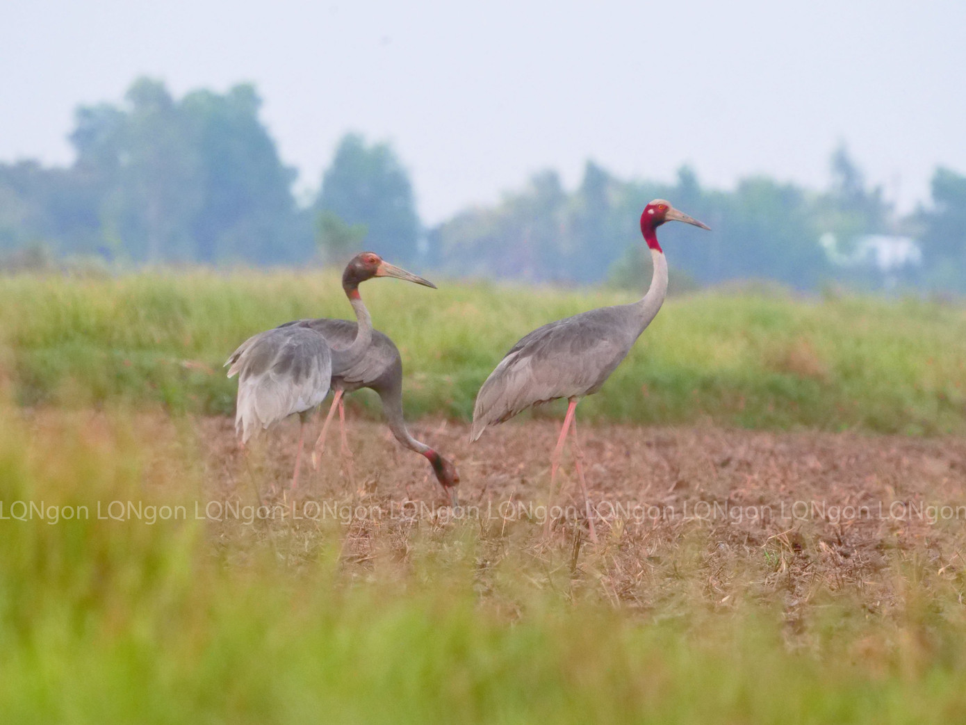 Đàn sếu đầu đỏ về kiếm ăn tại khu bảo tồn ở Kiên Giang. Ảnh: Lâm Quang Ngôn.