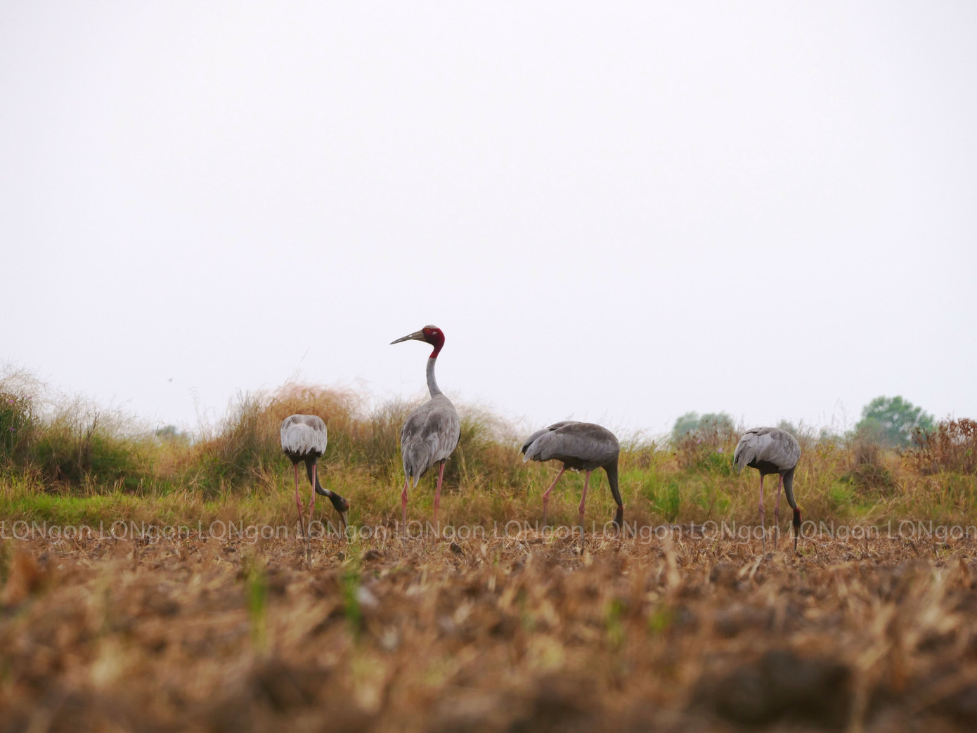 Một gia đình sếu đầu đỏ 4 con về về Khu bảo tồn loài - sinh cảnh Phú Mỹ kiếm ăn những ngày gần đây. Ảnh: Lâm Quang Ngôn.