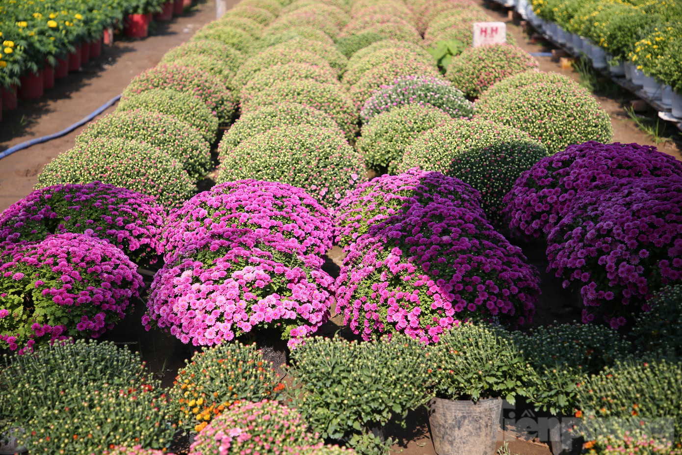 Làng hoa Phó Thọ - Bà Bộ là làng hoa nổi tiếng ở TP. Cần Thơ có lịch sử hình thành và phát triển hơn 100 năm. Đây là nơi cung ứng hoa kiểng cho nhiều tỉnh, thành phố trong cả nước.