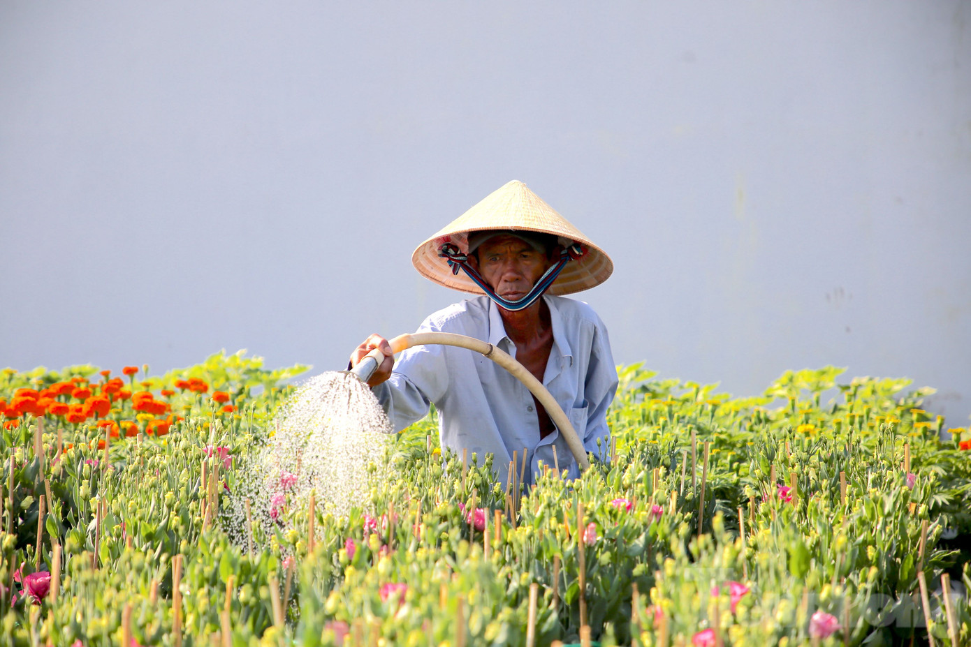 Thông tin từ Trạm khuyến nông quận Bình Thủy (TP. Cần Thơ) cho biết năm nay làng hoa của quận sẽ cho ra thị trường trên 286.000 chậu hoa kiểng các loại. Dự kiến, giá hoa Tết Nguyên đán Giáp Thìn 2024 không tăng so với năm 2023. Ảnh: Nhật Huy.