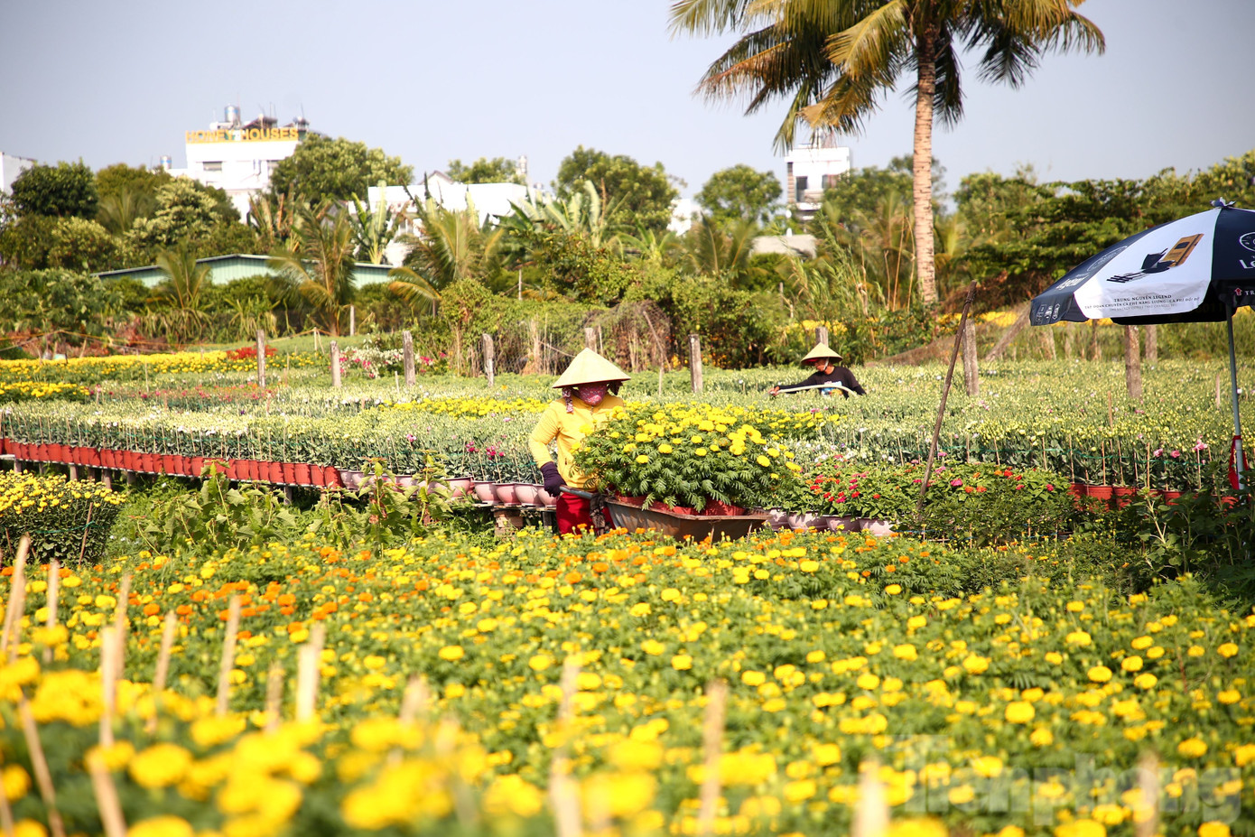 Theo ghi nhận của PV Tiền Phong (sáng 28/1), tại làng hoa Phó Thọ - Bà Bộ (quận Bình Thuỷ, TP. Cần Thơ), ngoài những loại hoa phổ biến như vạn thọ, hoa hồng, hoa giấy, hoa đồng tiền… thì năm nay, các nhà vườn nơi đây nắm bắt được nhu cầu người tiêu dùng, mạnh dạn trồng những giống hoa mới phục vụ nhu cầu của người dân trong dịp Tết.