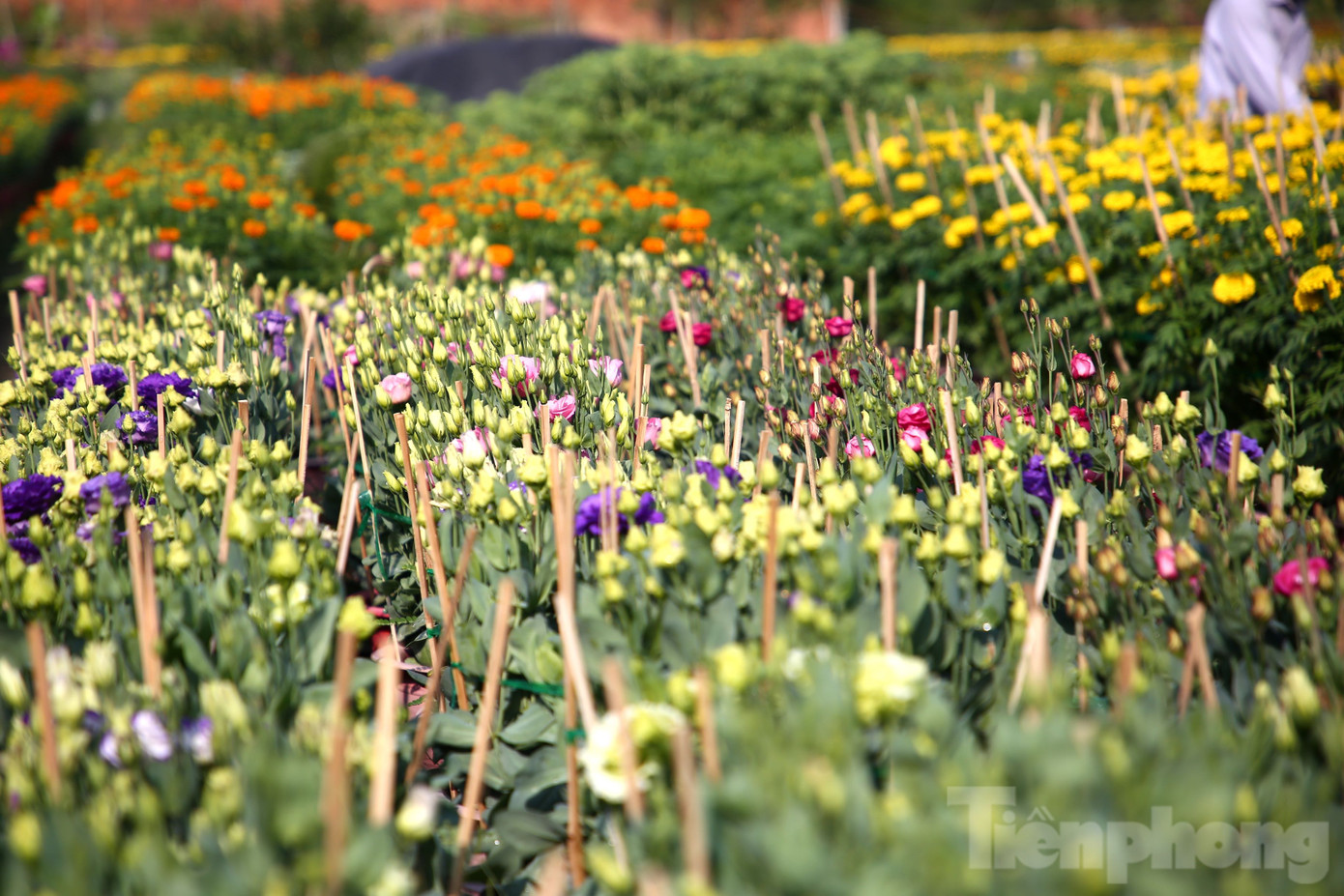 Theo ông Nguyễn Ngọc Hên, thời tiết năm nay khá nắng nóng làm cho hoa bị chết nhiều, hoa nở không được đẹp như mọi năm.