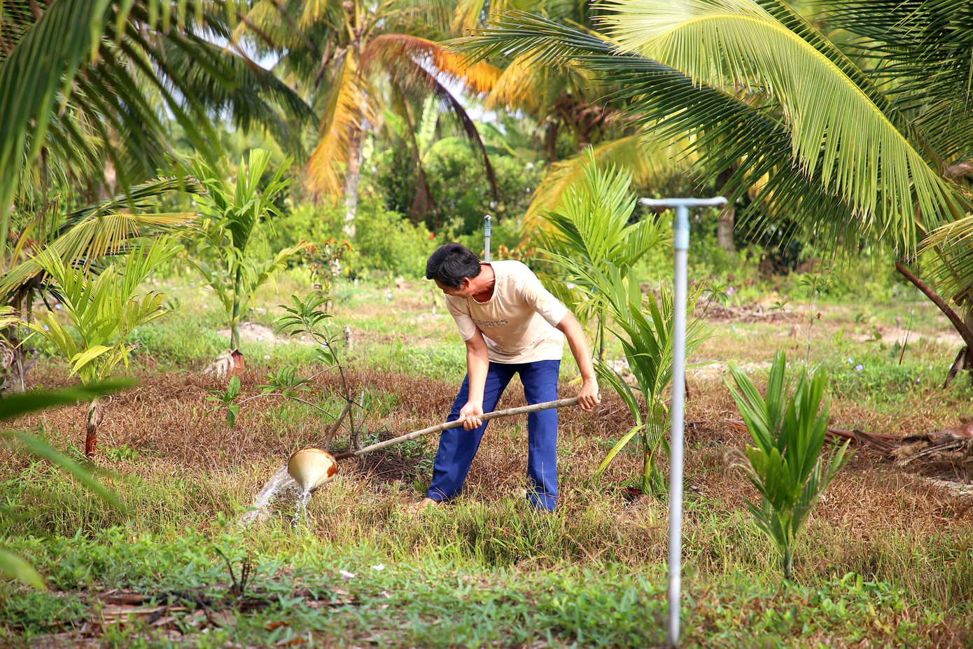 Người dân trữ nước ngọt trong ao để phục vụ sản xuất. Ảnh: Nhật Huy.