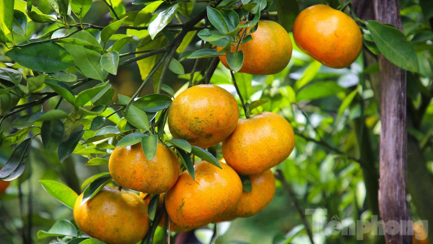 Ông Ba Muôi cho biết, trước đây, vườn ông trồng nhiều loại cây ăn trái nhưng bản thân lúc nào cũng đam mê với cây quýt hồng. Do đó, ông sang Lai Vung, tỉnh Đồng Tháp (thủ phủ quýt hồng) mua cây giống về trồng. Lúc đầu mới trồng loại cây này cũng gặp rất nhiều khó khăn do không có kinh nghiệm. Sau vài lần thất bại, ông cũng bén duyên với loại cây này.