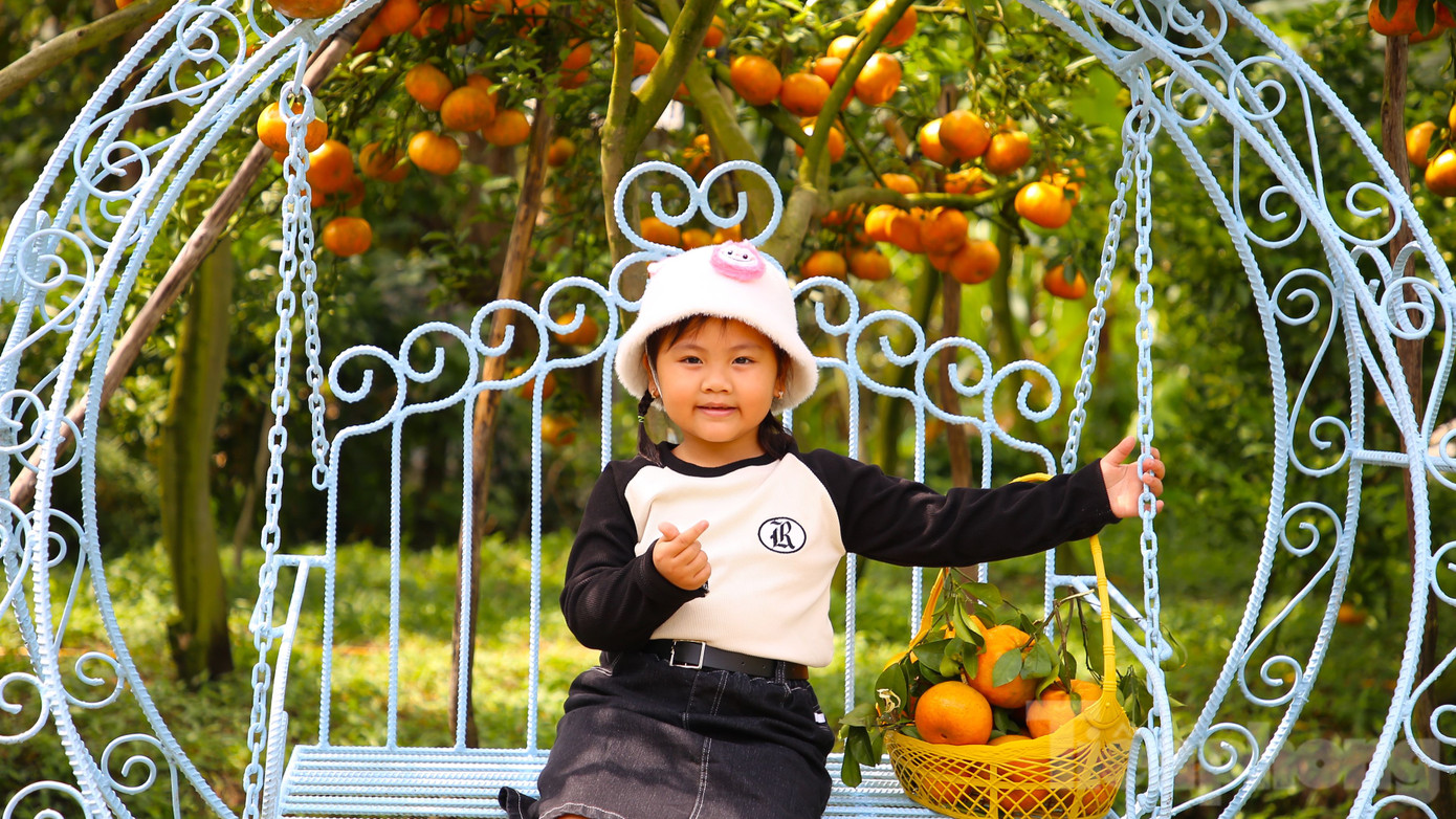 Vườn quýt hồng đang chín rộ, trái chín trĩu cành, vàng ươm, căng mọng nước.