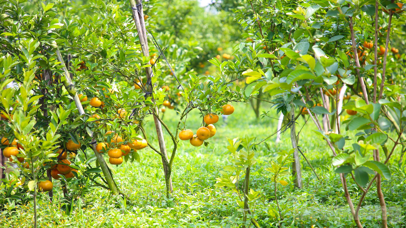 Đây là năm thứ 4 ông Muôi mở cửa cho khách đến tham quan, chụp ảnh, với giá 50.000 đồng/người.