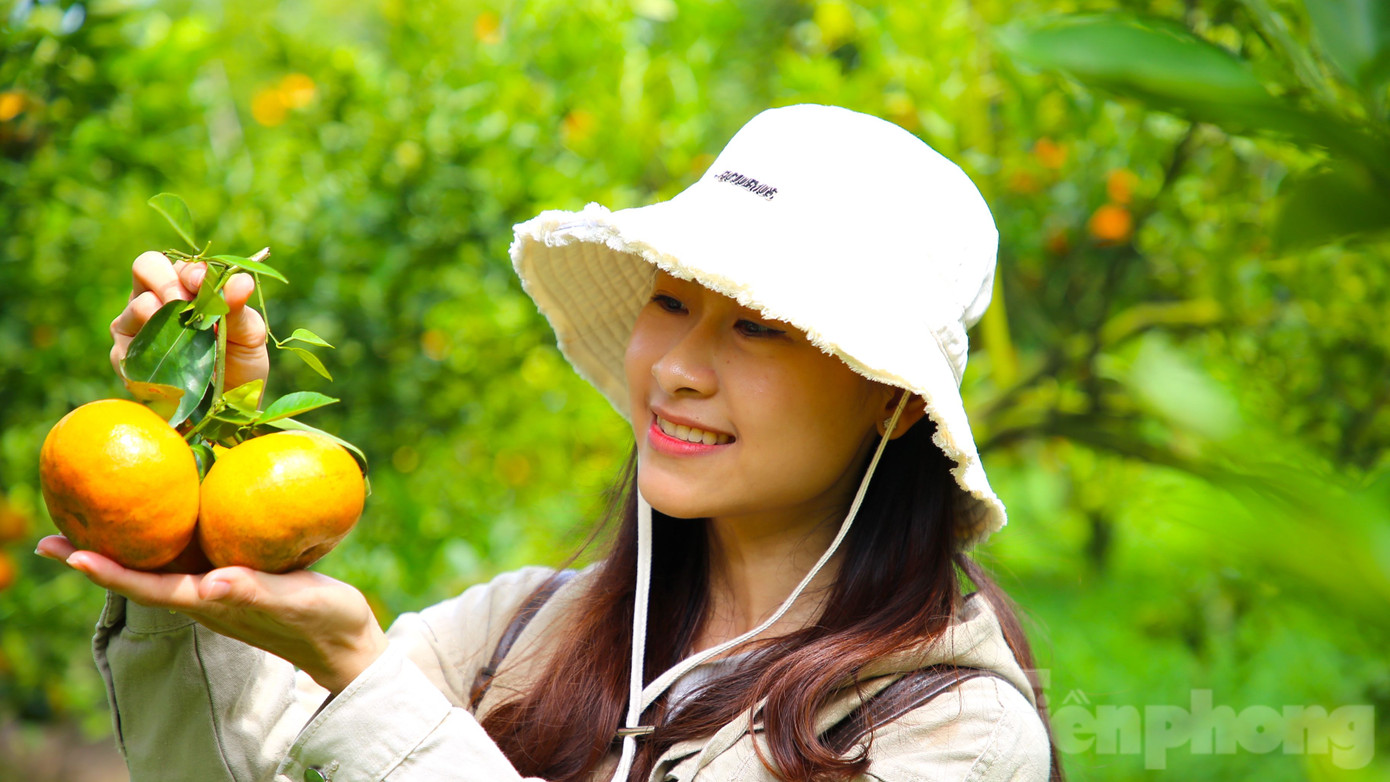 Năm nay, ông Muôi xử lý cho trái sớm, khoảng cuối tháng 11/2024 vườn nhà ông đã có quýt chín, mở cửa đón khách đến tham quan, chụp ảnh.