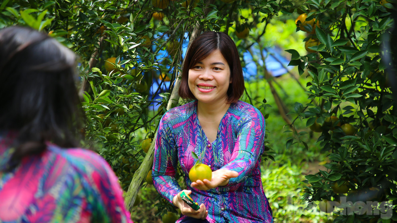 Ngoài ra, du khách còn được trải nghiệm "thu hoạch" quýt tại vườn. Ảnh: Nhật Huy
