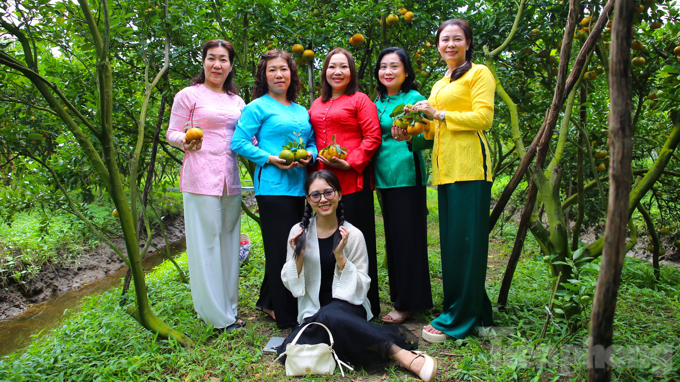 Với diện tích rộng khoảng 7.000m2, ông Muôi trồng 1.500 gốc quýt hồng và 1.200 gốc quýt đường. Dự kiến sản lượng năm nay thu hoạch khoảng 10 tấn trái.