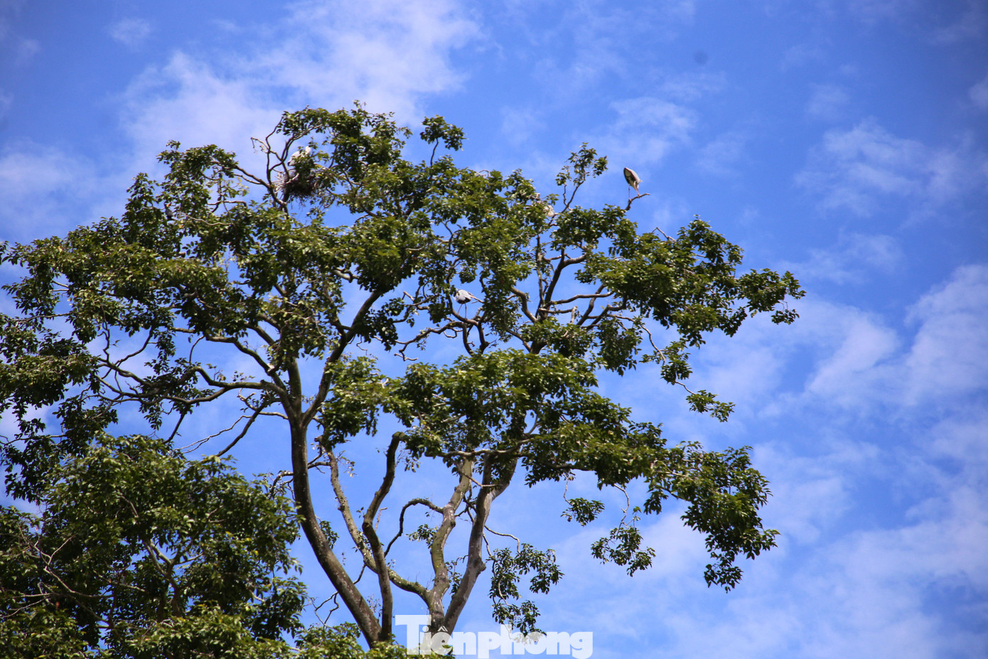 Điểm đặc biệt là có hàng nghìn con vạc trú ngụ ở ngôi chùa. Đại đức Danh Tỉ - Trụ trì chùa cho biết, đàn vạc về chùa sinh sống đã hơn 20 năm. Chúng sống trên các ngọn cây cao như cây sao, cây dầu...