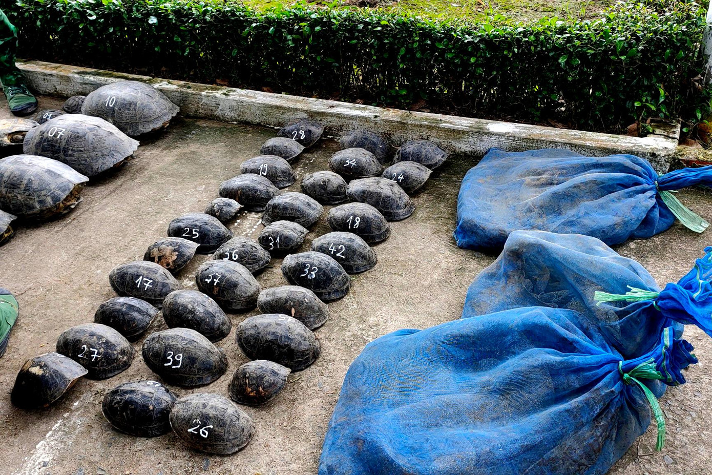 Tang vật vụ vận chuyển 94 cá thể động vật hoang dã qua biên giới.