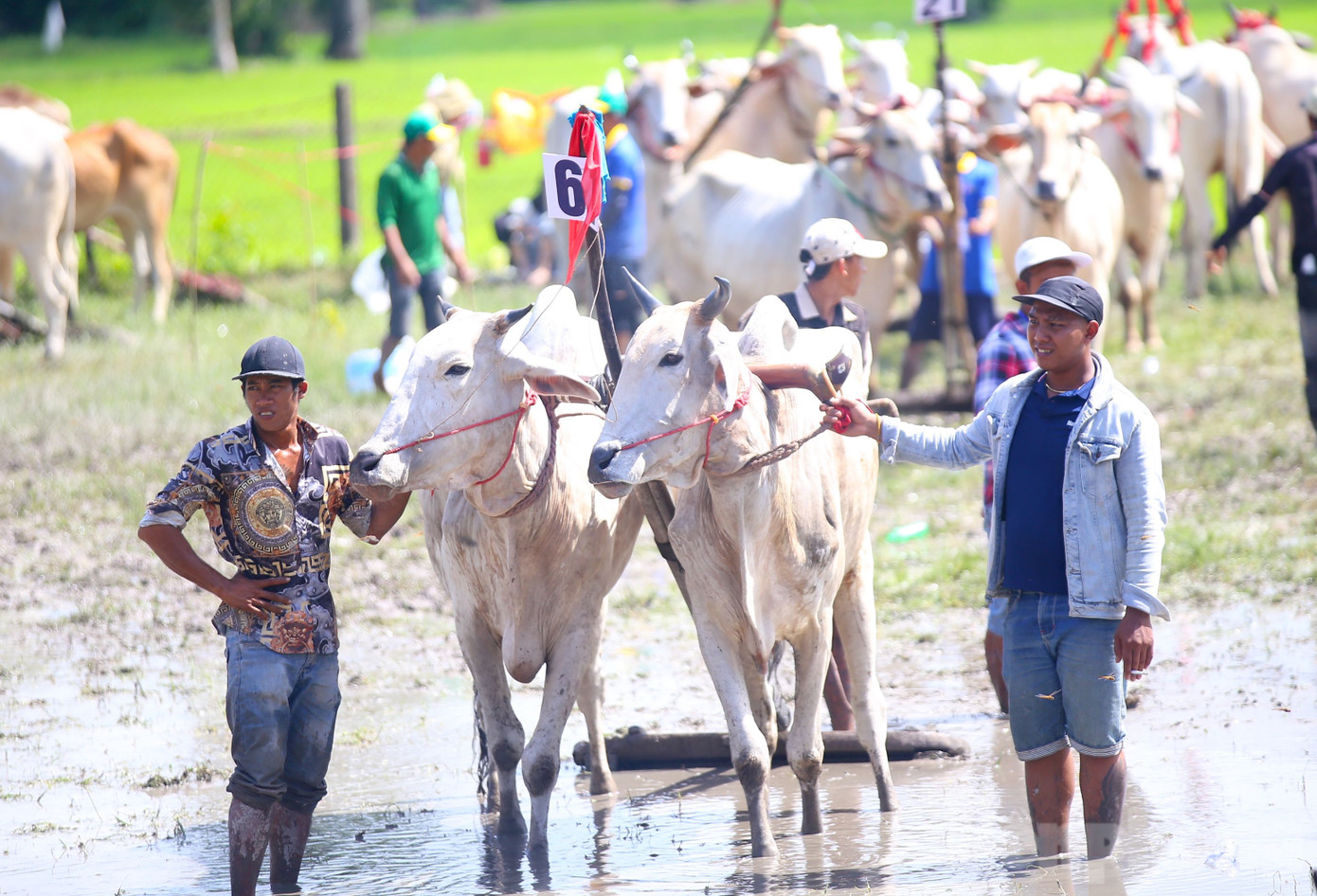 Hội đua bò năm nay thu hút 64 đôi bò trong tỉnh An Giang và 2 đôi bò đến từ tỉnh Kiên Giang. Hầu hết các đôi bò trong cuộc thi lần này đến từ các địa phương có đồng bào dân tộc Khmer sinh sống. Mỗi đợt thi đấu có 2 đôi bò được bốc thăm ngẫu nhiên, tham gia thi đấu theo thể thức loại trực tiếp, chọn đội thắng cuộc vào vòng trong. Ảnh: Nhật Huy.
