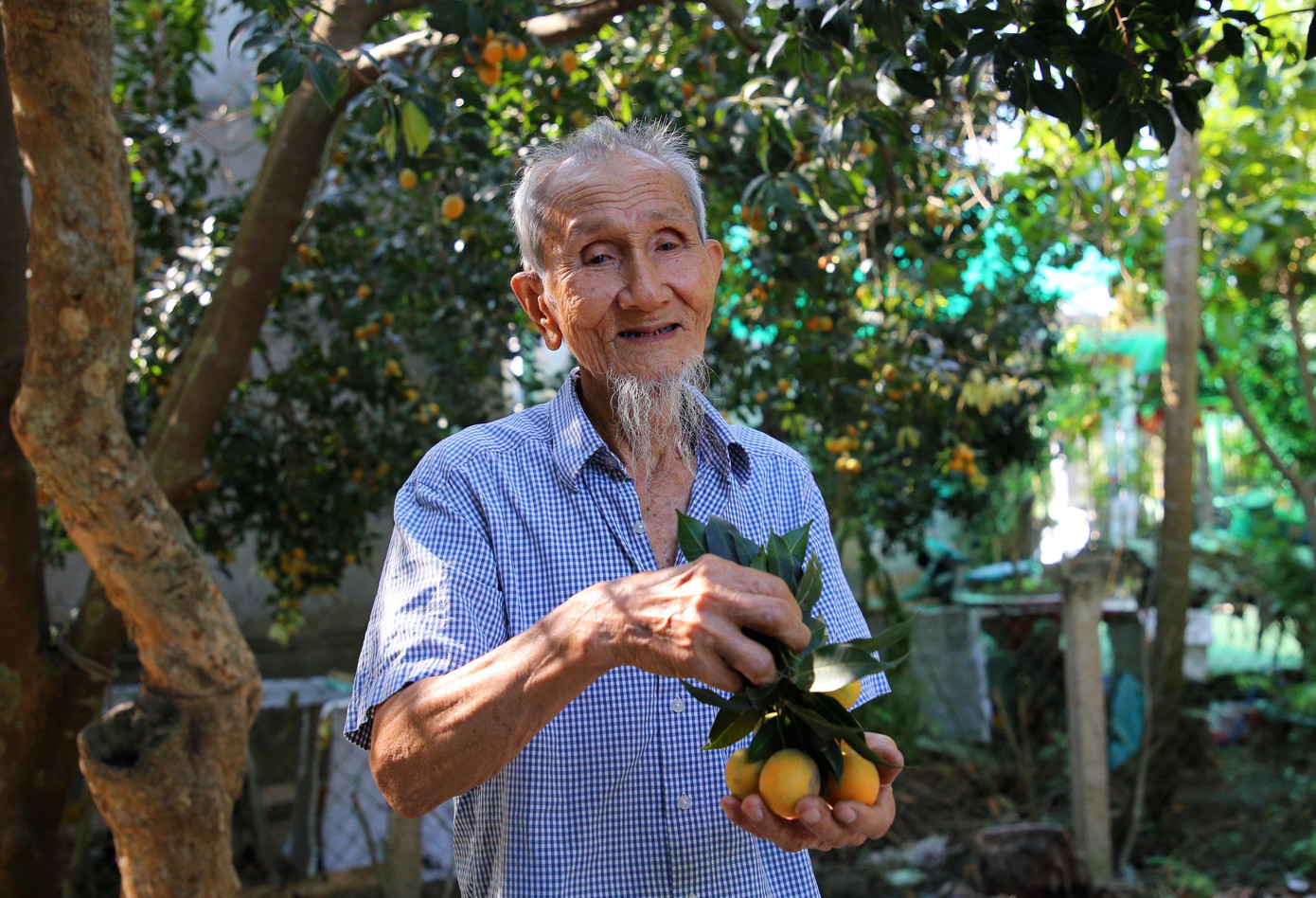 Ông Huỳnh Quang Xinh (86 tuổi – ngụ ấp Đông Hưng 2, xã Đông Thành) cho biết, gia đình ông có hơn 4.000m2 trồng bưởi và thanh trà, trong đó có hơn 30 gốc thanh trà có tuổi đời từ 20 – 40 năm. Hằng năm, gia đình ông thu hoạch khoảng 4,5 tấn trái.