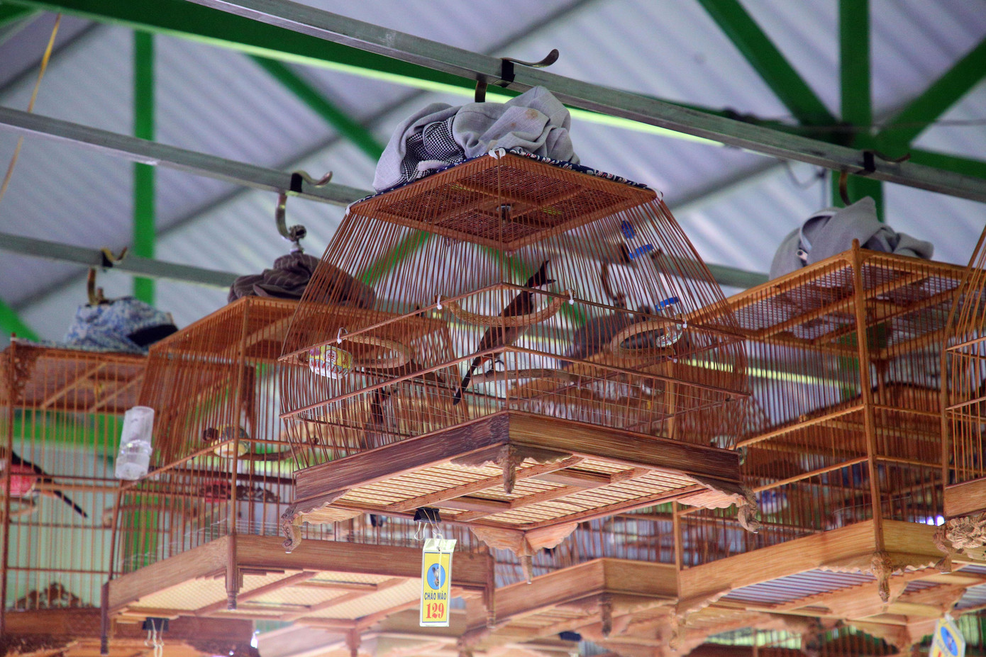 Bên cạnh đó, Hội sinh vật cảnh tỉnh Cà Mau phối hợp với Bảo tàng tỉnh tổ chức Hội thi chim chào mào hót. Hội thi nhằm tạo sân chơi bổ ích, lành mạnh để các nghệ nhân, những người yêu thích chim cảnh trong và ngoài tỉnh có dịp gặp gỡ, giao lưu, chia sẻ kinh nghiệm trong việc nuôi, chăm sóc và huấn luyện chim cảnh.