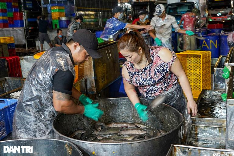 Sau khi vào chợ, cá lóc sẽ được các tiểu thương phân loại theo kích cỡ để thuận tiện trong việc buôn bán. Sau khi vào chợ, cá lóc sẽ được các tiểu thương phân loại theo kích cỡ để thuận tiện trong việc buôn bán.