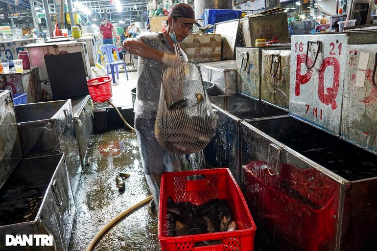 Cá lóc sau khi phân loại sẽ được đưa vào các thùng có nước. Khi có khách đến mua, nhân viên sẽ vớt cá ra cân và giao cho khách. Cá lóc sau khi phân loại sẽ được đưa vào các thùng có nước. Khi có khách đến mua, nhân viên sẽ vớt cá ra cân và giao cho khách.