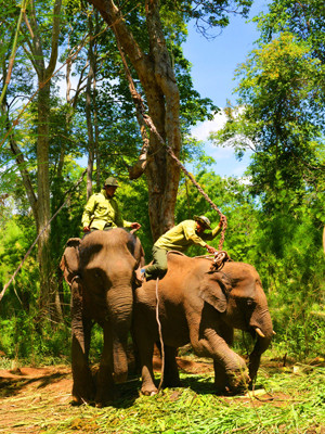 Những nài voi dũng cảm trên voi rừng. Những nài voi dũng cảm trên voi rừng