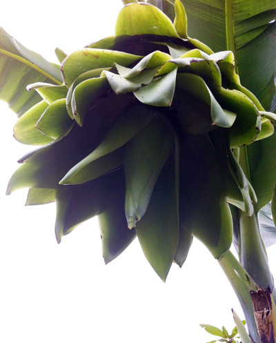 Toàn bộ hoa chuối đều màu xanh không có nải như thông thường