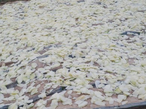 Nhiều nguyên liệu mốc vàng