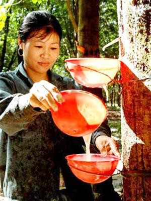 Việt Nam có nhiều dự án đầu tư phát triển cao su tại Lào - Ảnh: P.V