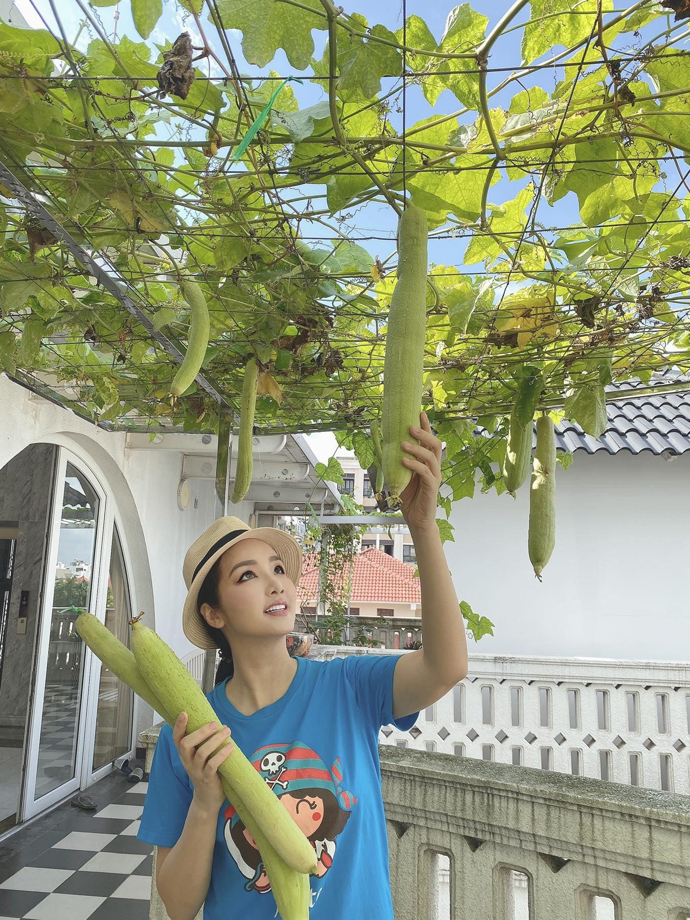 Hoa hậu Giáng My háo hức thu hoạch mướp trong vườn nhà.