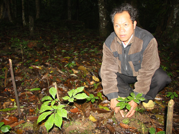 Cây sâm thử nghiệm thành công ở Ch’ơm Ảnh: Lê Trung Việt. Cây sâm thử nghiệm thành công ở Ch’ơm Ảnh: Lê Trung Việt