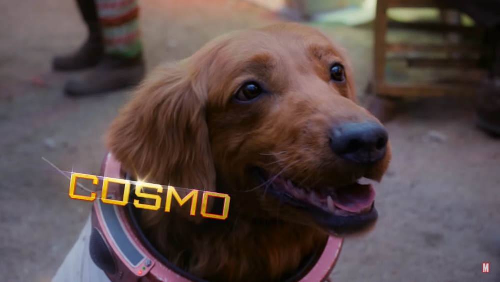 Thành viên 4 chân mới của "đội dân phòng vũ trụ".