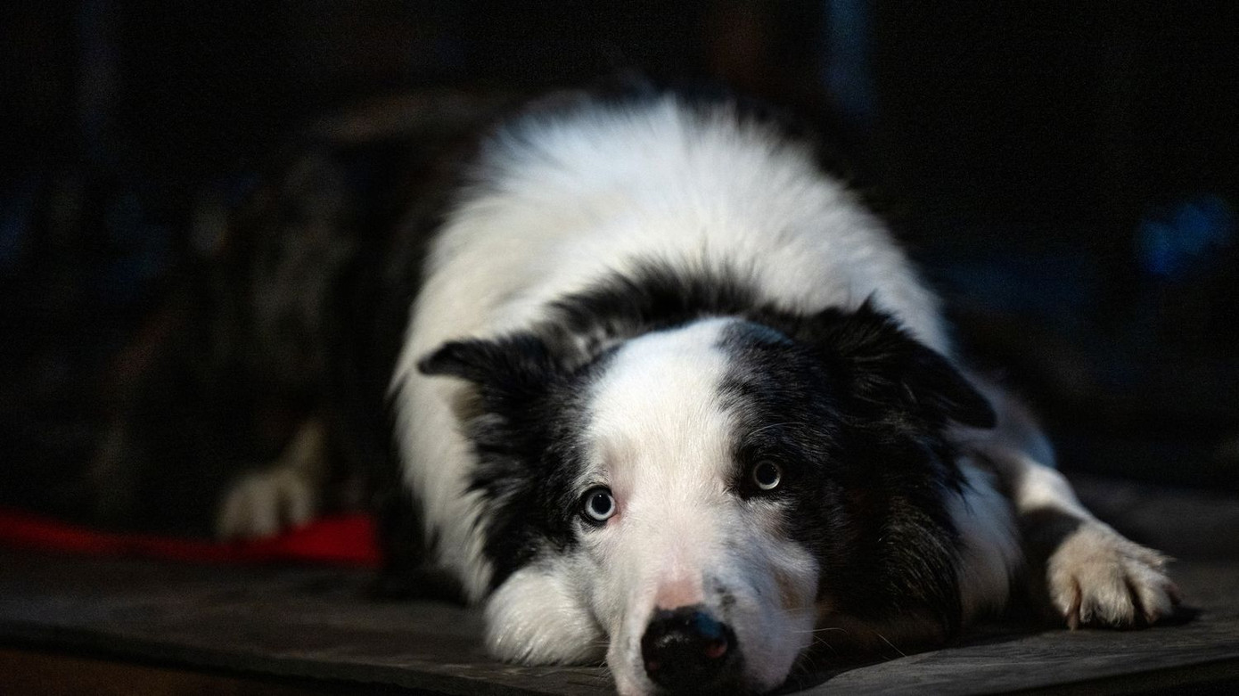 Messi đã tập luyện chăm chỉ cho vai diễn đầu tiên của cậu. Messi đã tập luyện chăm chỉ cho vai diễn đầu tiên của cậu.