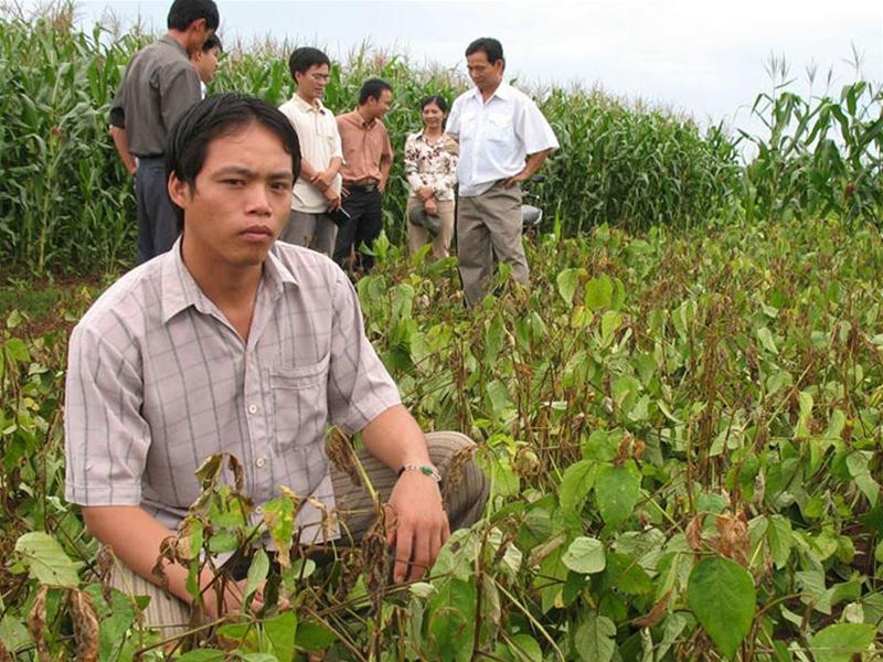 Anh Tiến (ngồi) bên nương đậu tương sắp thu hoạch bị chết héo do dùng thuốc bảo vệ thực vật Anh Tiến (ngồi) bên nương đậu tương sắp thu hoạch bị chết héo do dùng thuốc bảo vệ thực vật