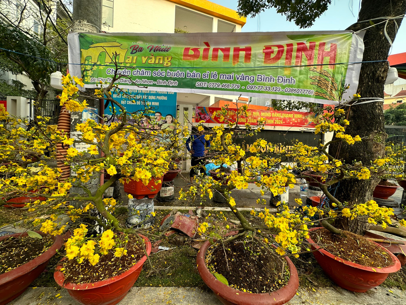 Bên cạnh đào, quất, mai vàng từ miền Nam cũng ồ ạt xuống phố. Mai được vận chuyển từ TPHCM, Bình Định ra Thủ đô từ khoảng 2 tuần nay. Nhiều cây đã bung nở nhưng vẫn chưa tìm được khách mua. Cây rẻ nhất giá khoảng 250.000 đồng, kích cỡ phù hợp để bàn trà, trưng góc làm việc. Những cây lớn, giá trung bình 1-3 triệu đồng. Cây uốn dáng đặc biệt giá cao hơn.