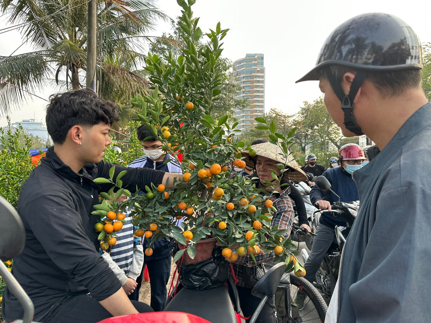 Nhiều tiểu thương cho biết, hôm nay là ngày đông khách nhất trong mùa bán cây Tết năm nay. Dù vậy, sức mua vẫn kém so với mọi năm. Chị Lê Thuỷ, người bán quất trên đường Lạc Long Quân cho biết, trong chiều nay đã bán hơn 20 cây quất, chủ yếu loại nhỏ, giá quanh 300.000 - 500.000 đồng/cây. Năm nay, quất được mùa, quả to, giá giữ ổn định so với năm trước.