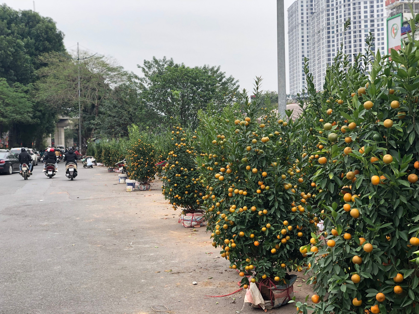 Trong ngày đầu tiên của kỳ nghỉ Tết Nguyên đán, thời tiết Hà Nội chuyển lạnh, đường phố trung tâm Thủ đô bớt đông đúc. Các đoạn phố tập trung nhiều điểm bán cây cảnh cũng trong cảnh thưa vắng.