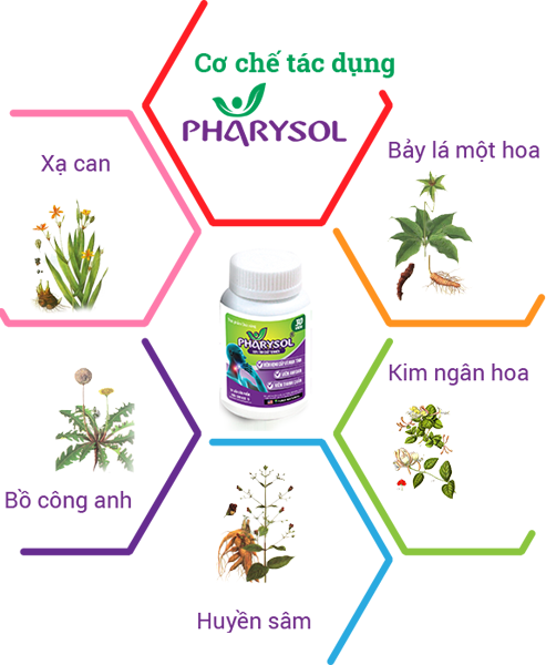 Những thảo dược 'hiệu nghiệm' với bệnh viêm họng, amidan, thanh quản ảnh 1