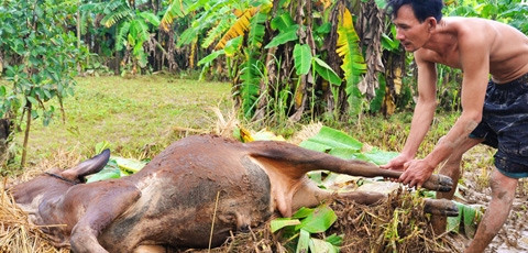 Rất nhiều gia súc, gia cầm chết la liệt