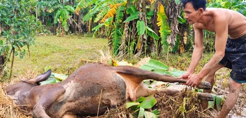 Rất nhiều gia súc, gia cầm chết la liệt