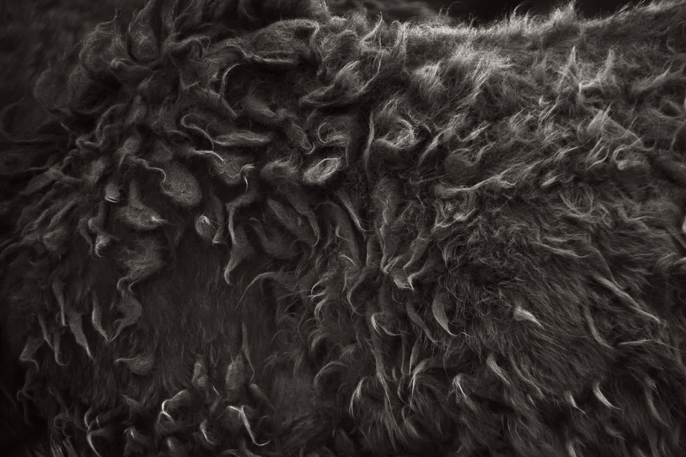 Bộ lông của một con ngựa trên đảo Sable. Ảnh: Drew Doggett.