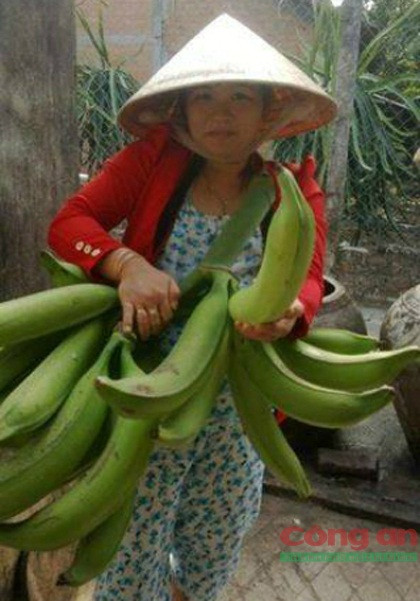 Giống chuối khổng lồ ở Trà Vinh hút khách thị thành ảnh 1