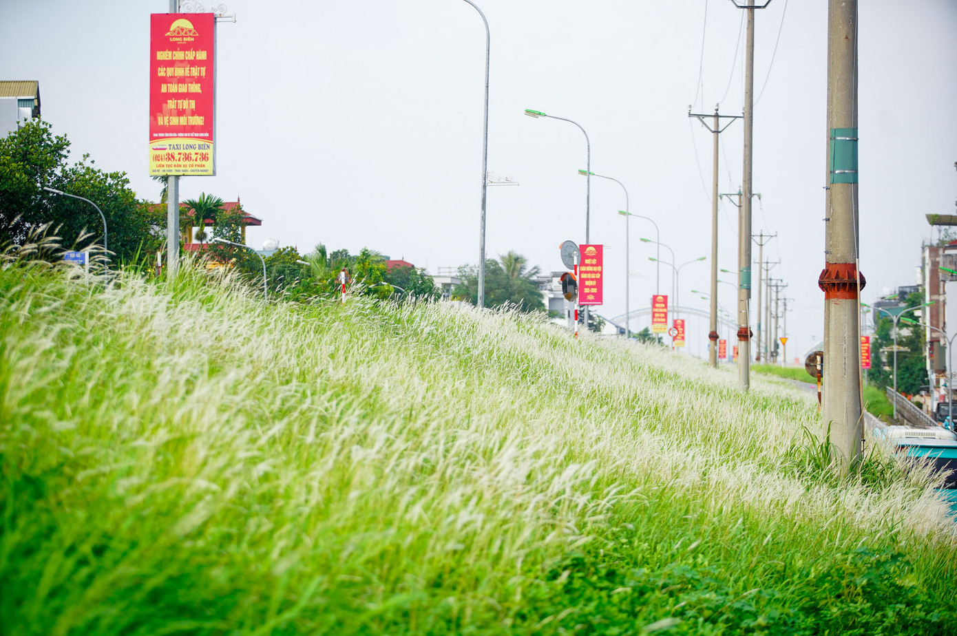 Lúc mới nở, hoa cỏ lau có màu trắng tinh khôi, mọc thành từng cụm, sau một thời gian ngả dần sang màu vàng và rụng bay theo gió.