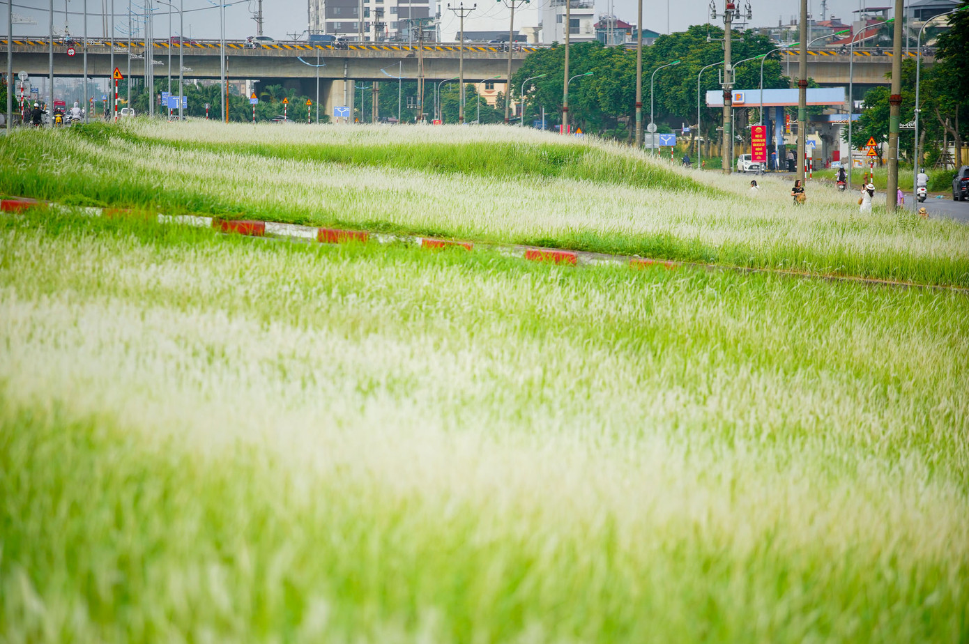 Cỏ lau ở khu vực triền đê chỉ cao hơn đầu gối một xíu, trải rộng, trắng xóa cả một vùng.