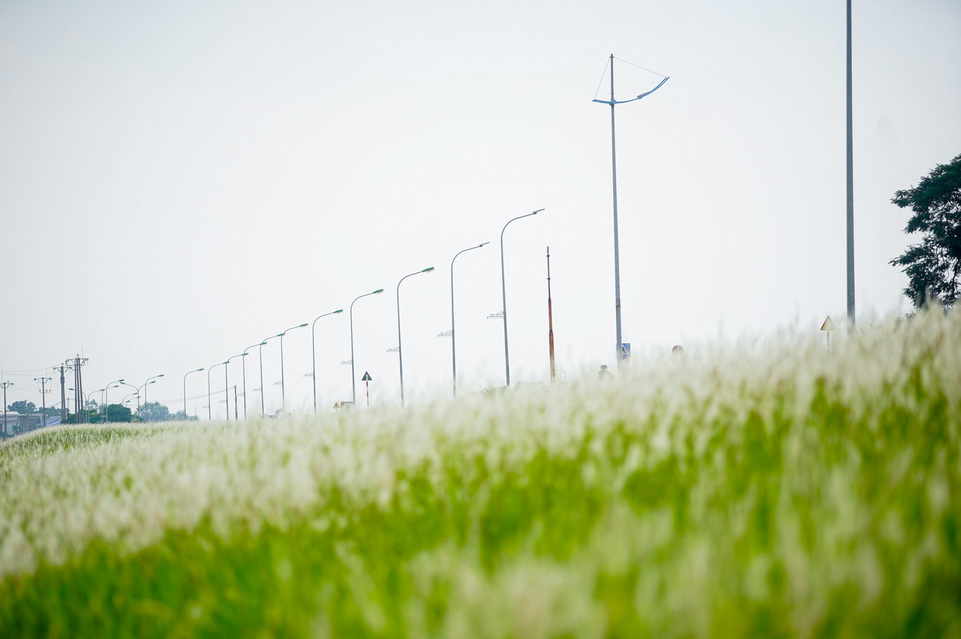 Triền đê phủ trắng bởi cỏ lau trắng muốt tạo nên một bức tranh đẹp như ở Nhật Bản.