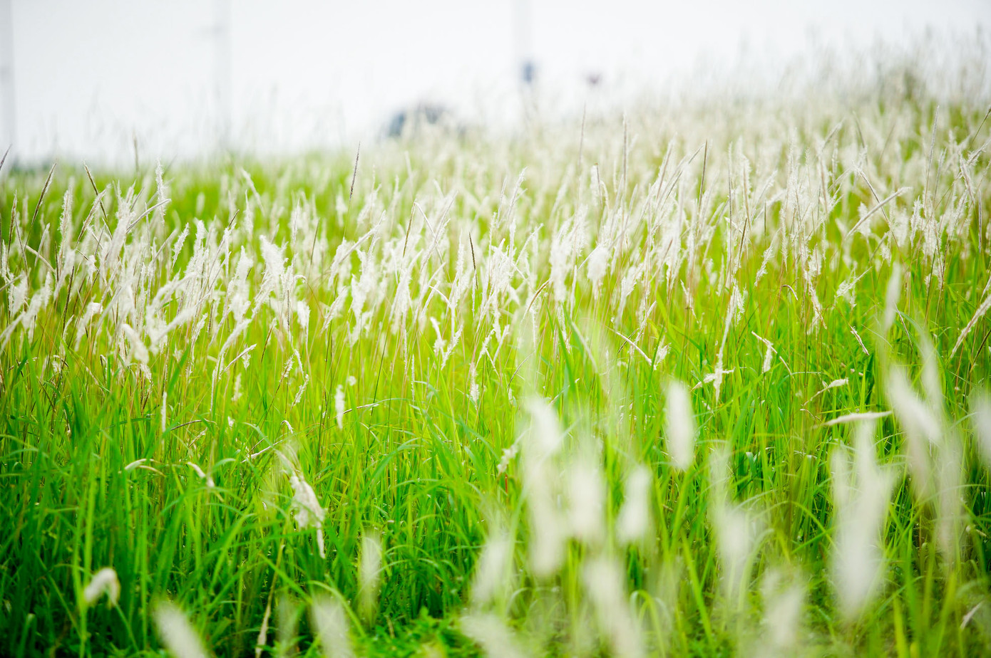 Cỏ lau mọc ở triền đê mang một màu trắng như bông tuyết.