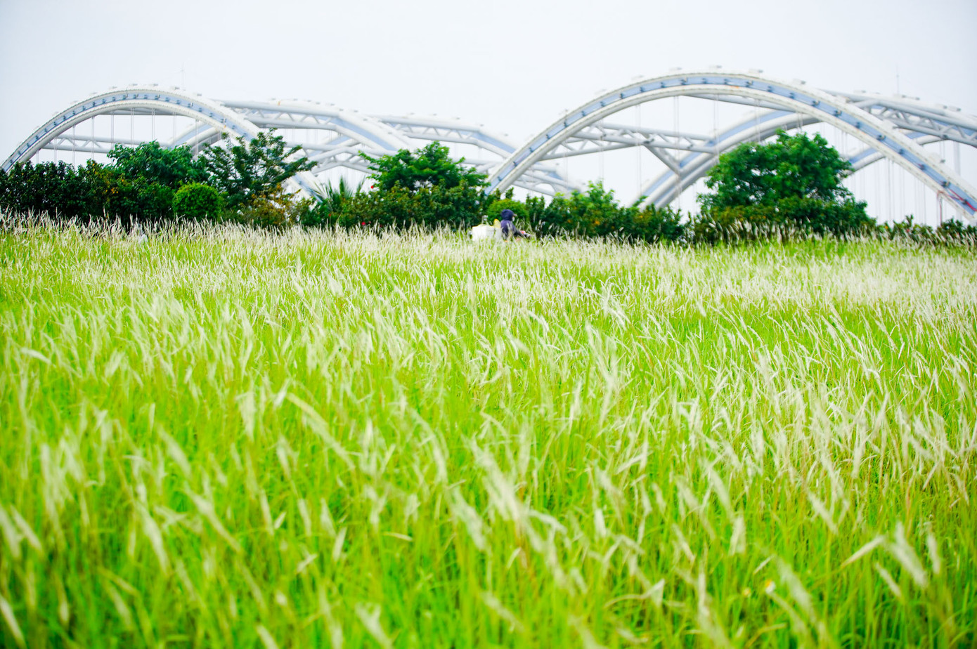 Loài cỏ dại này không rực rỡ, nhưng lại mang vẻ đẹp mộc mạc, được nhiều người yêu thích.