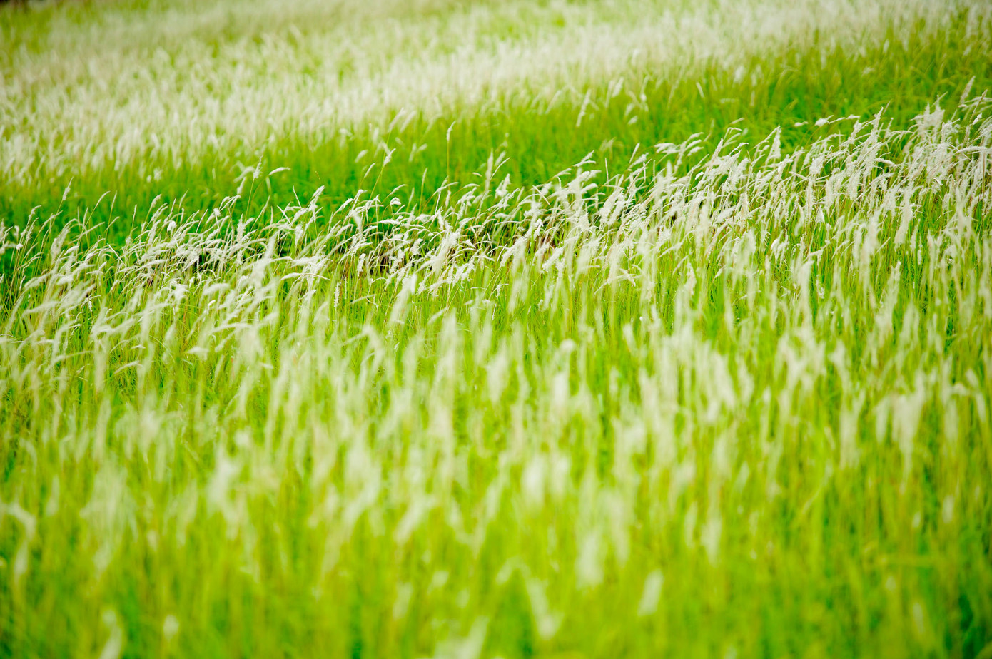 Cỏ lau mọc ở triền đê mang một màu trắng như bông tuyết.