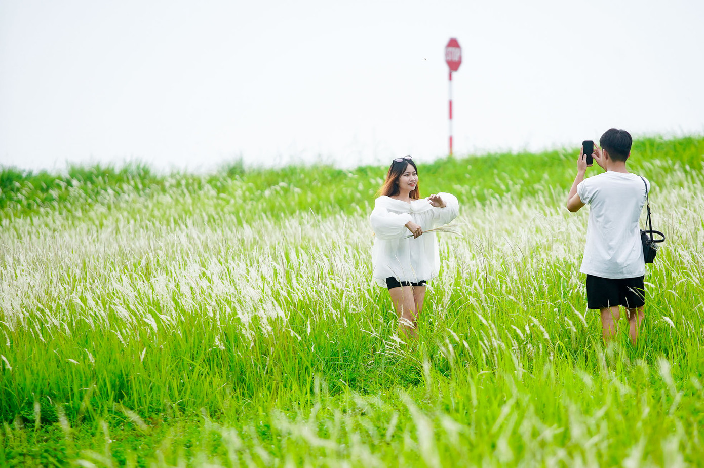 Triền đê ngập tràn cỏ lau trắng ngay cạnh đường đi nên rất tiện cho mọi người chiêm ngưỡng và chụp ảnh.