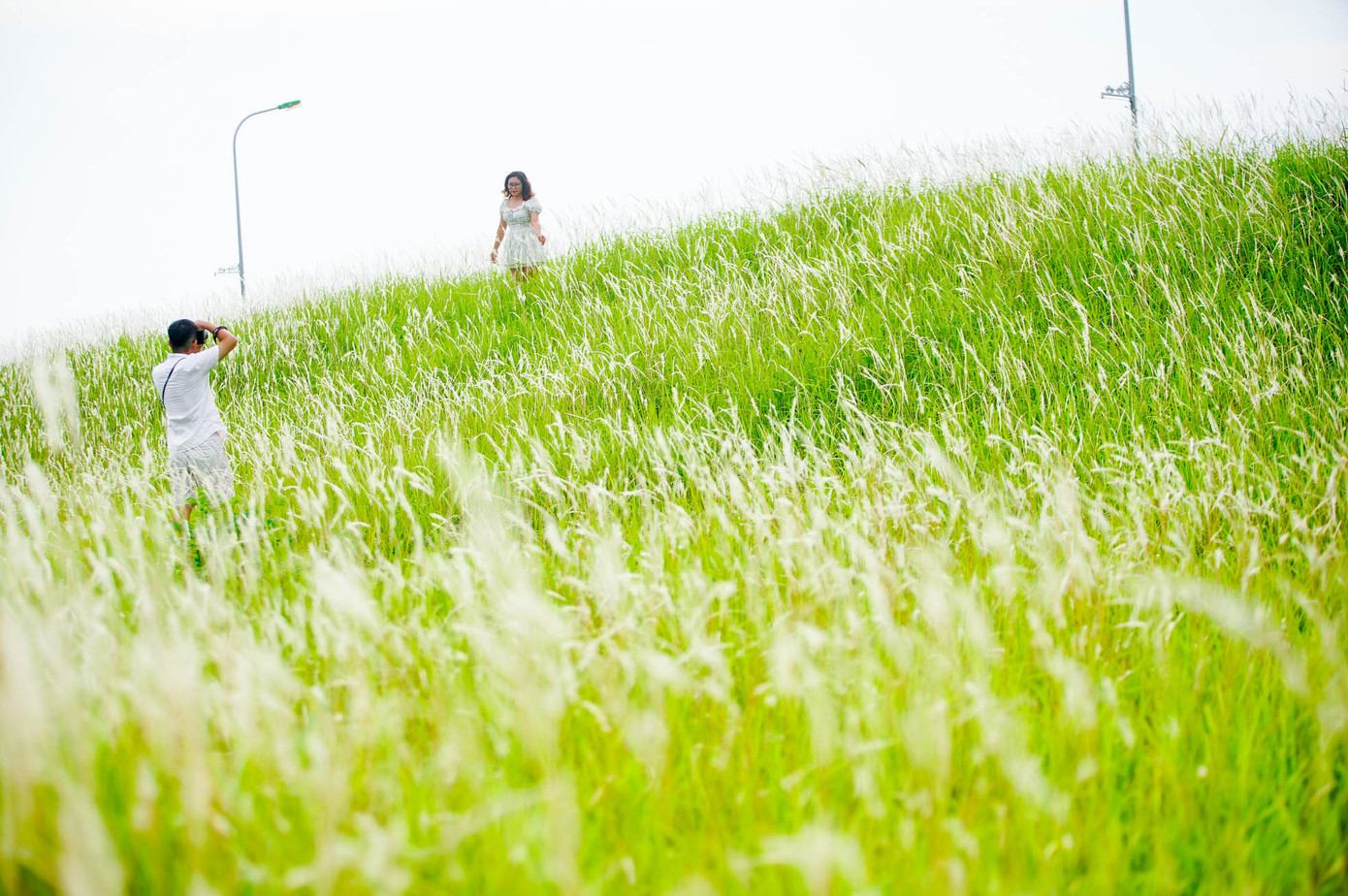 Triền đê ngập tràn cỏ lau trắng ngay cạnh đường đi nên rất tiện cho mọi người chiêm ngưỡng và chụp ảnh.