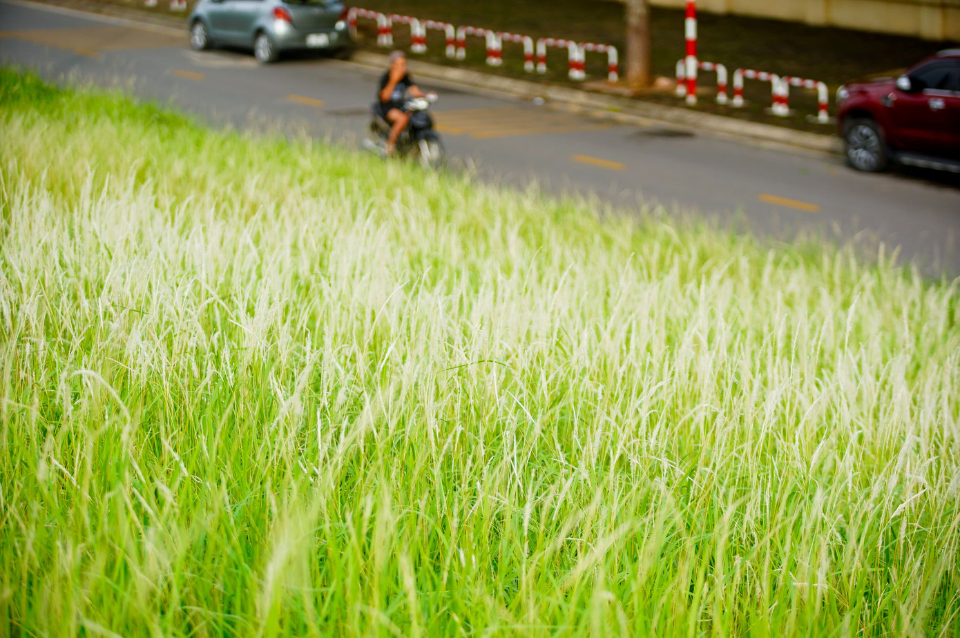 Cả triền đê trắng muốt, dập dờn theo gió tạo nên khung cảnh đẹp mơ màng.