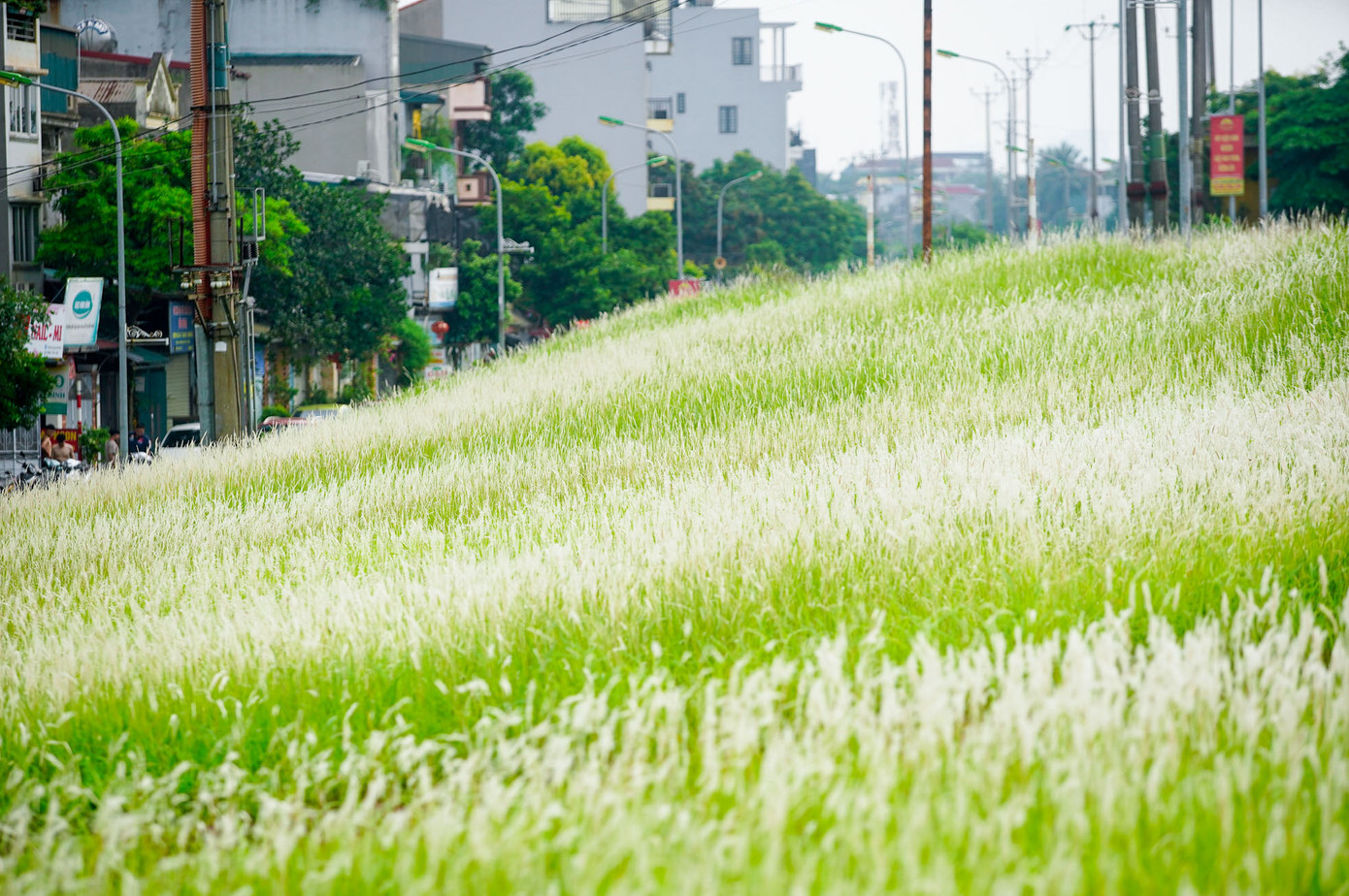 Cả triền đê trắng muốt, dập dờn theo gió tạo nên khung cảnh đẹp mơ màng.
